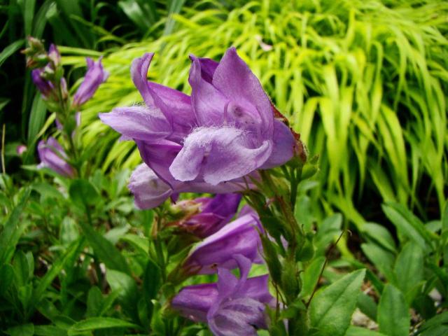 Purple Alpine Flowers.jpg