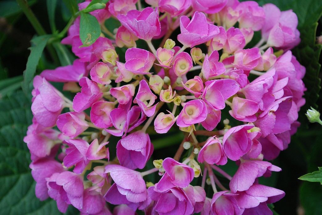 purple bridal flowers.jpg