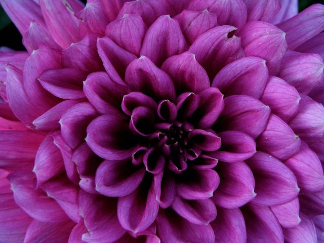 Purple Dahlia flowers picture.jpg