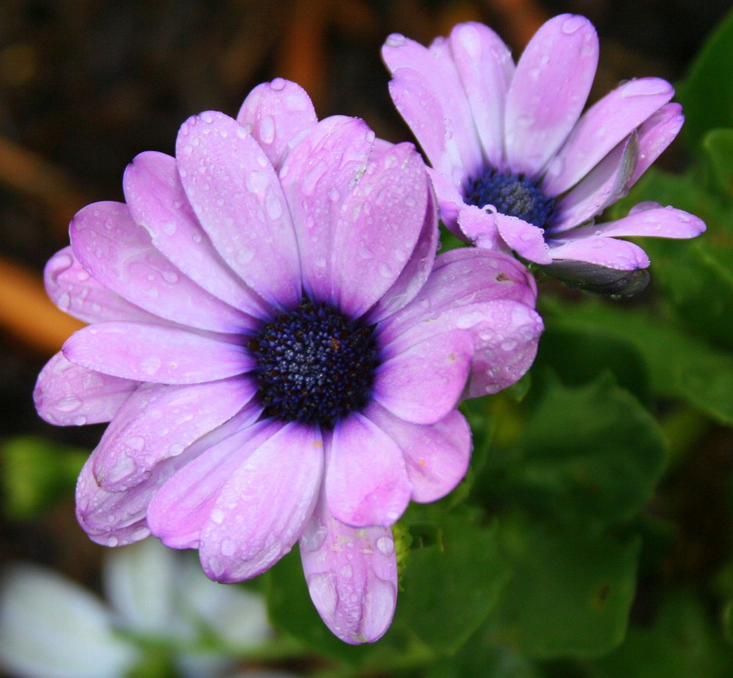 purple daisy flowers with dark purple centers.jpg