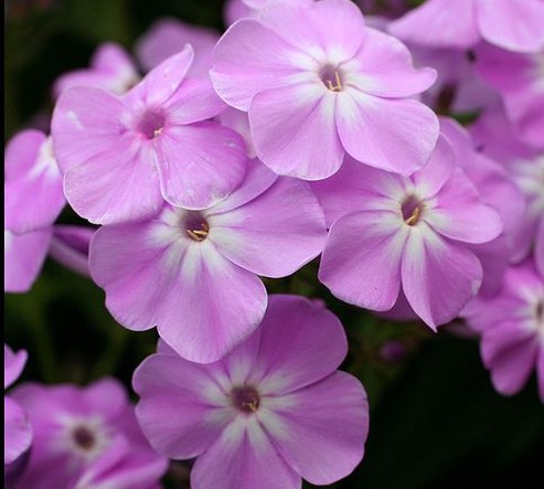 purple flower pin.jpg