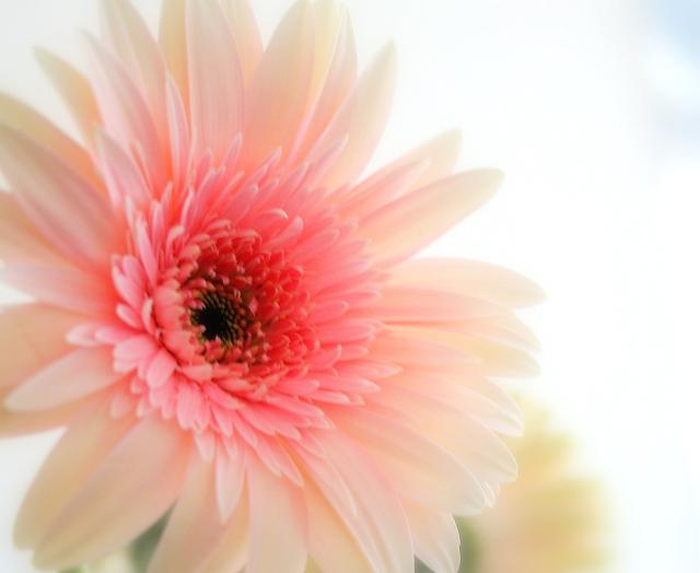pink daisy flower pictures.jpg
