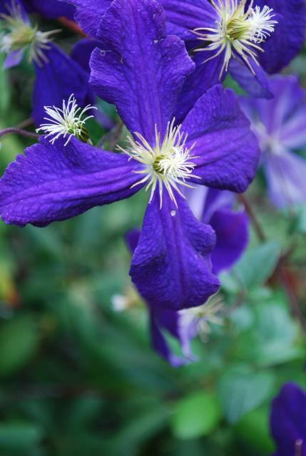 purple flowers pictures.jpg