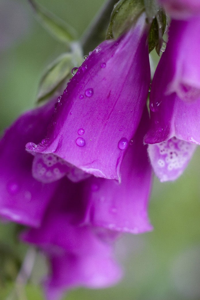 purple foxglove flowers with bell shapes.jpg