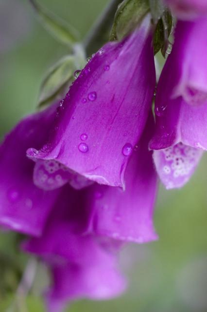 purple foxglove flowers with bell shapes.jpg