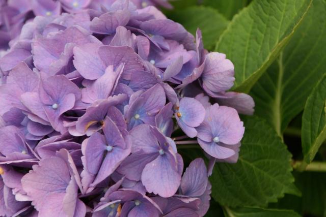 purple hydrangea with bridal flowers.jpg