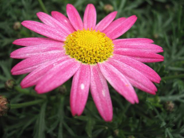 pink daisy flower picture.jpg