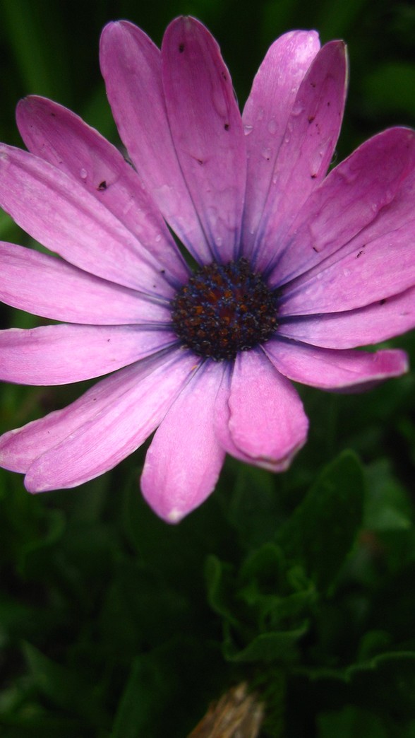 Purple pink Mauve flowers with dark purple center.jpg