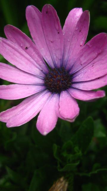 Purple pink Mauve flowers with dark purple center.jpg