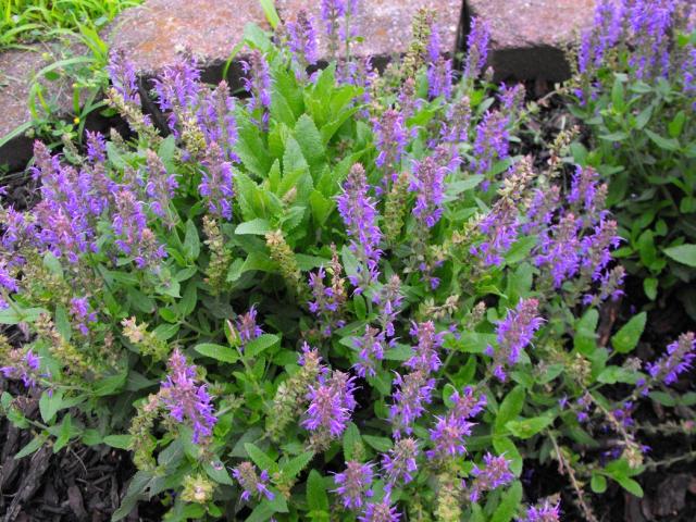 purple sage flowers pictures.jpg