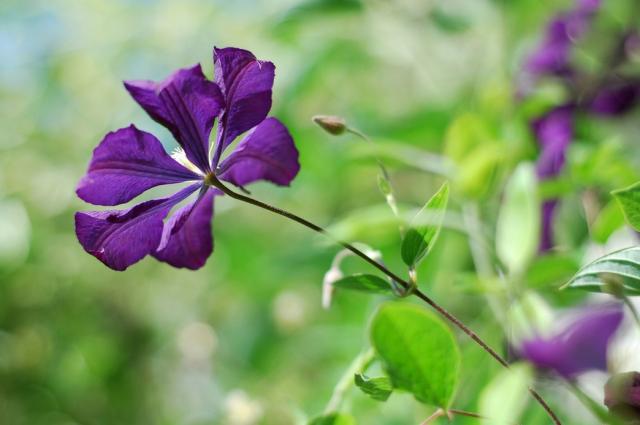 purple star shaped flower.jpg