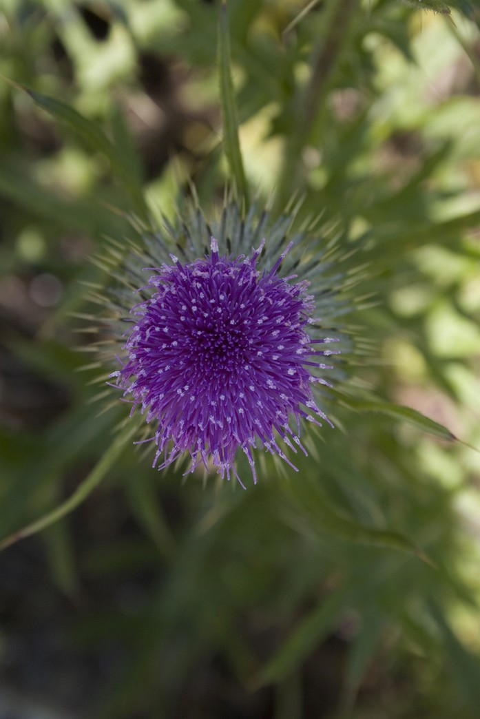 purple thistle flower image.jpg