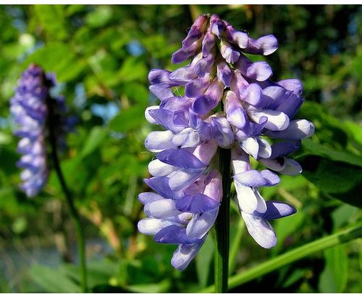 Purple Vetch flowers images.jpg
