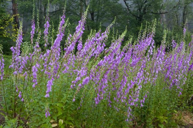 purple wild flowers.jpg