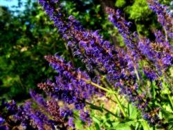 purple wildflowers phoot.jpg
