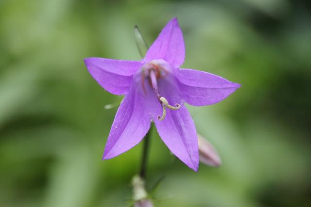 purple wildflowers photos.jpg