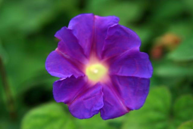 purple yellow flowers.jpg
