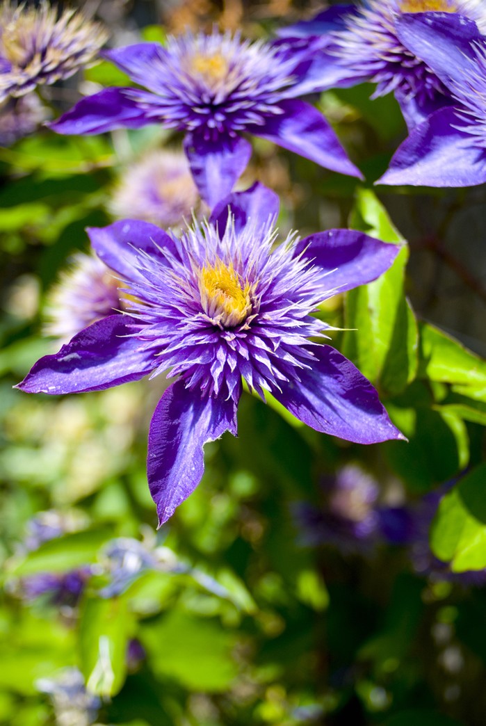 purple yellow flowers photo.jpg