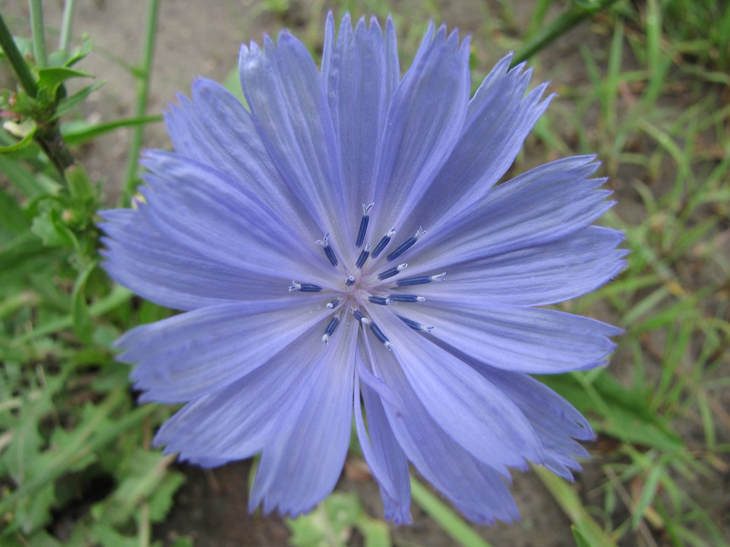 single purple flower.jpg
