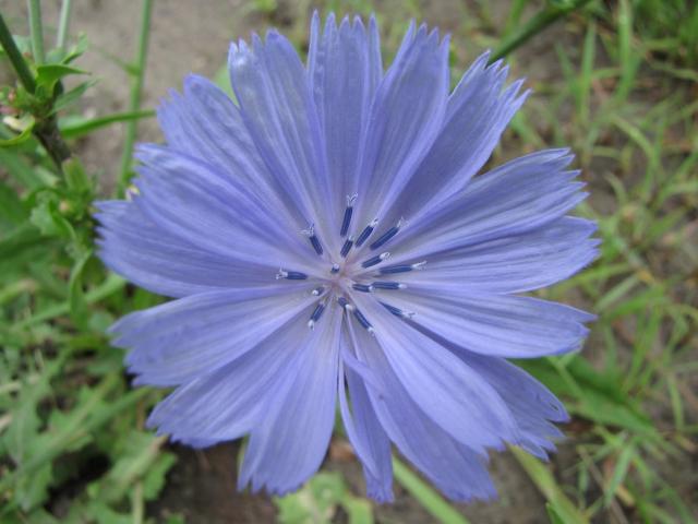 single purple flower.jpg