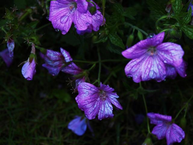 small dark purple flowers.jpg