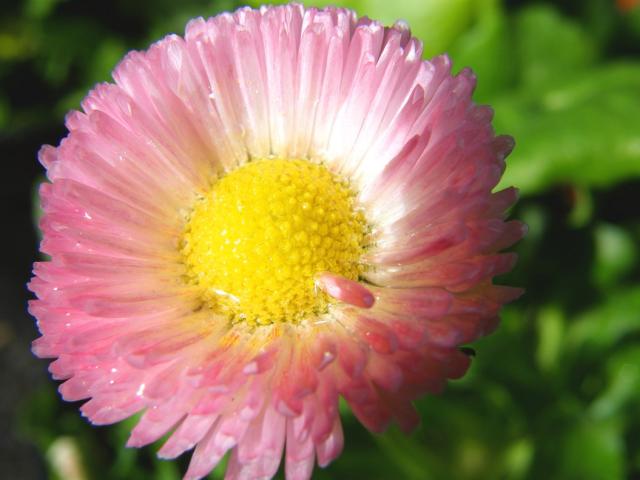 pink daisy close up picture.jpg