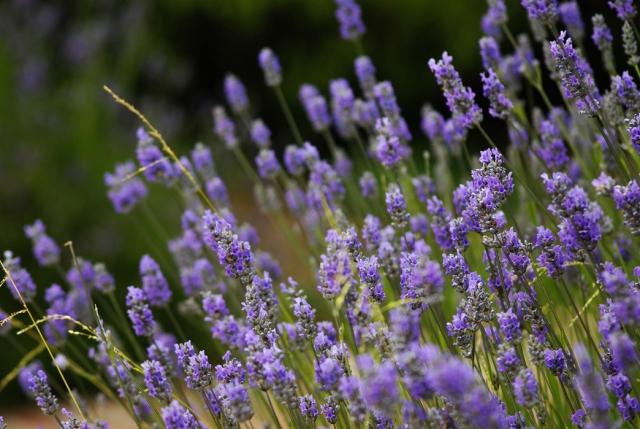 summer purple flowers.jpg