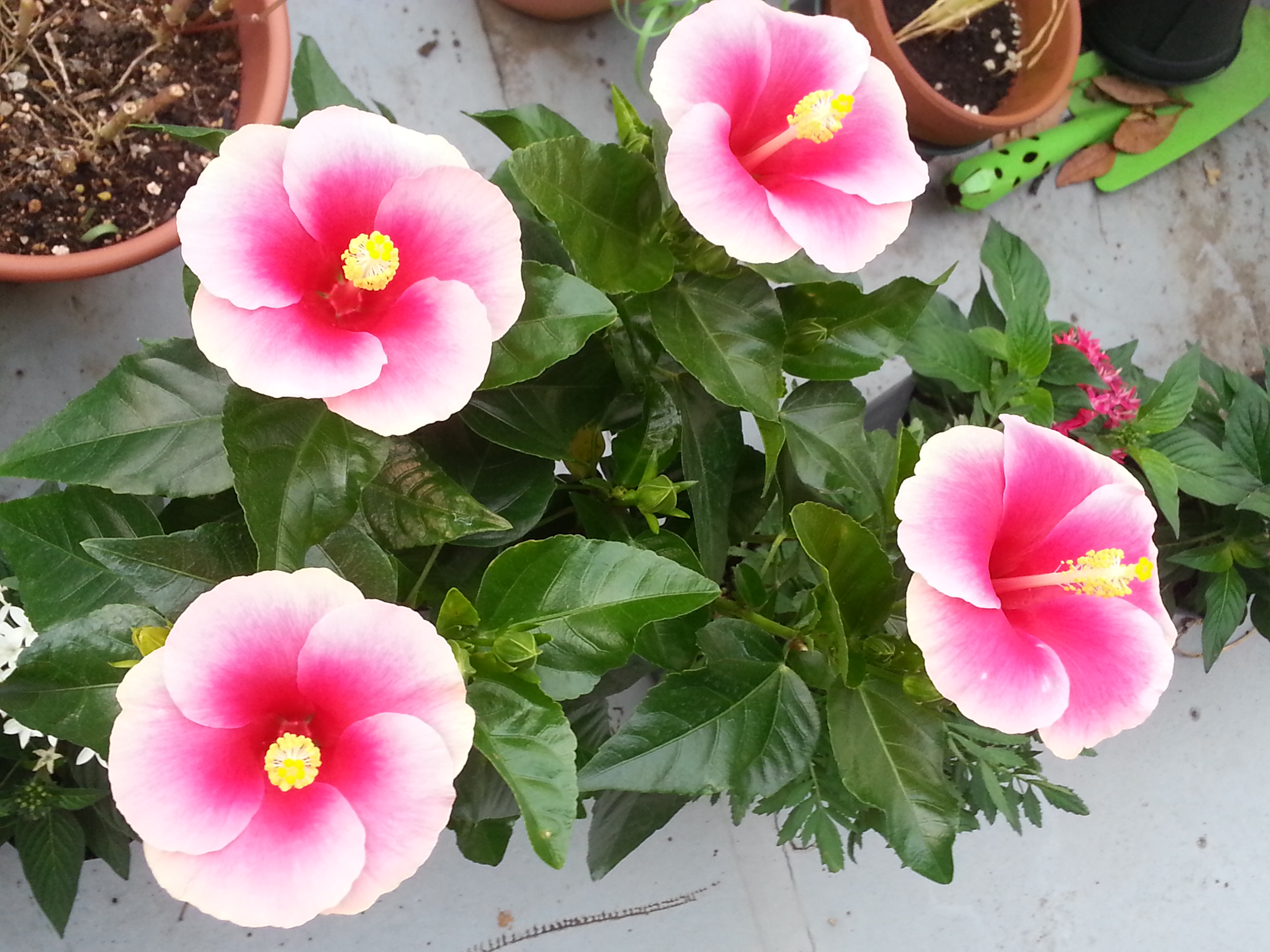 Hibiscus on my balcony