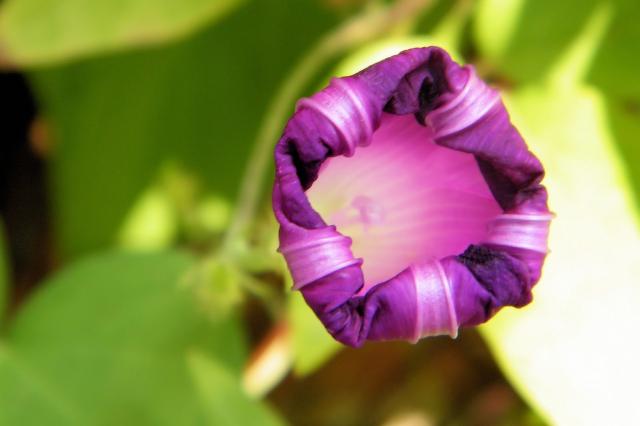Unique purple flower photo.jpg
