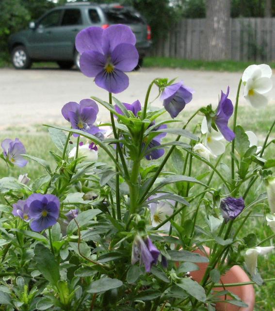 White and purple  garden flowers.jpg