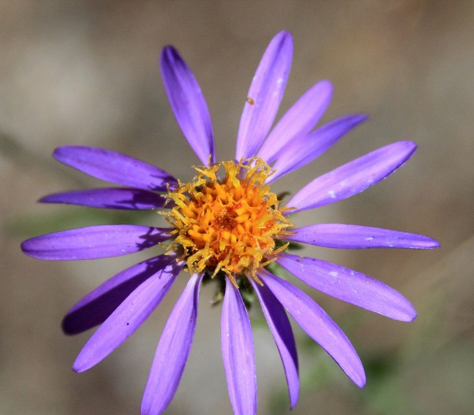 Wild Aster in purple with yellow center.jpg