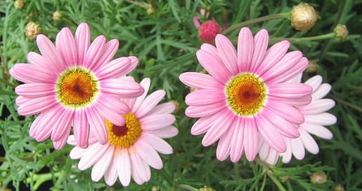 pink daisies.jpg