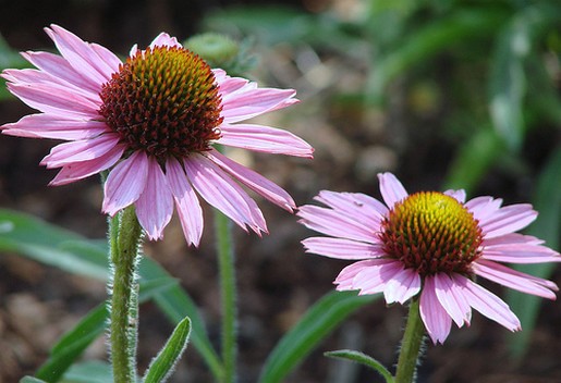 pink daisies with big eyes.jpg
