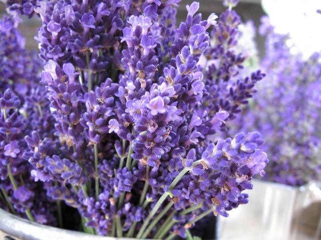 beautiful lavender flowering picture.jpg