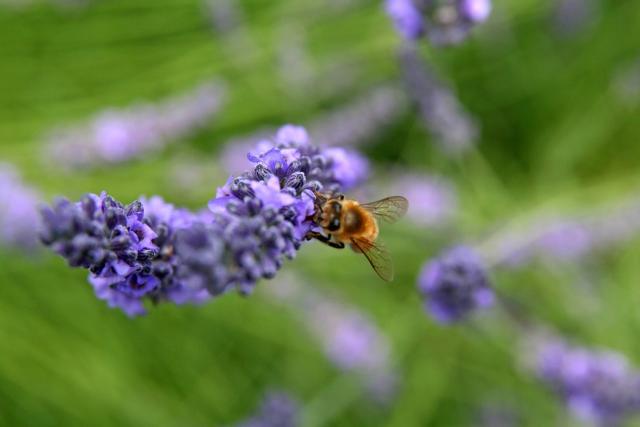 bee and lavender flower pictures.jpg