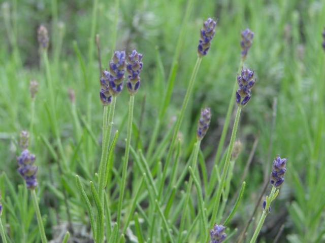 blue lavender flower buds.jpg