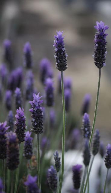 blue lavender flower clip.jpg