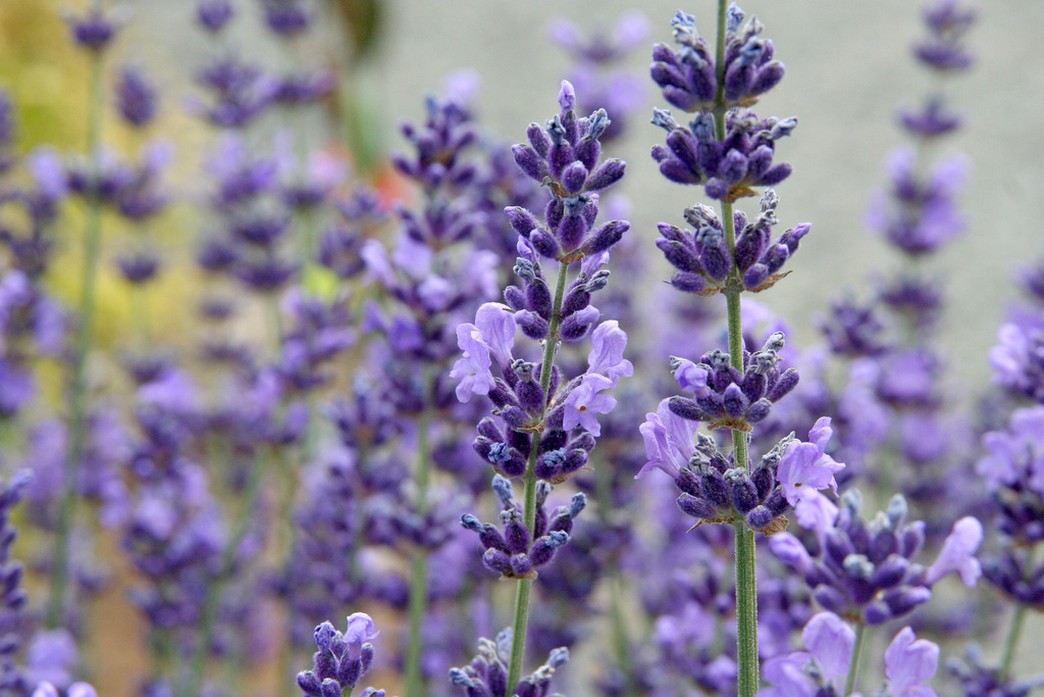 english lavender flower.jpg