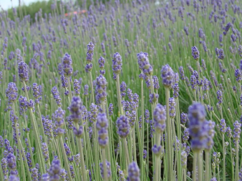 field of lavender flower photo.jpg