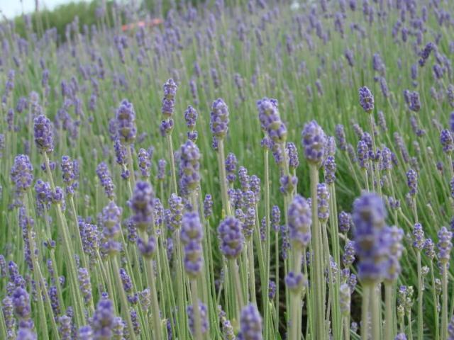 field of lavender flower photo.jpg