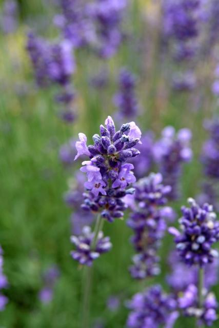 french lavender flower.jpg