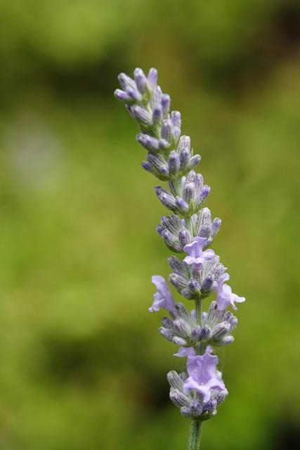 lavander flower.jpg