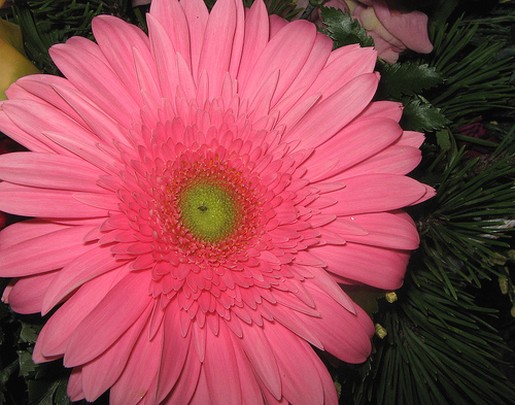 pink bridal daisy.jpg