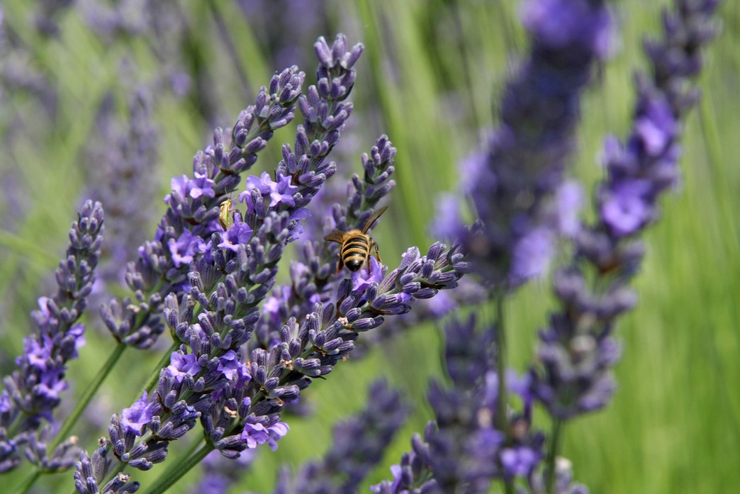 lavender blue flowers.jpg