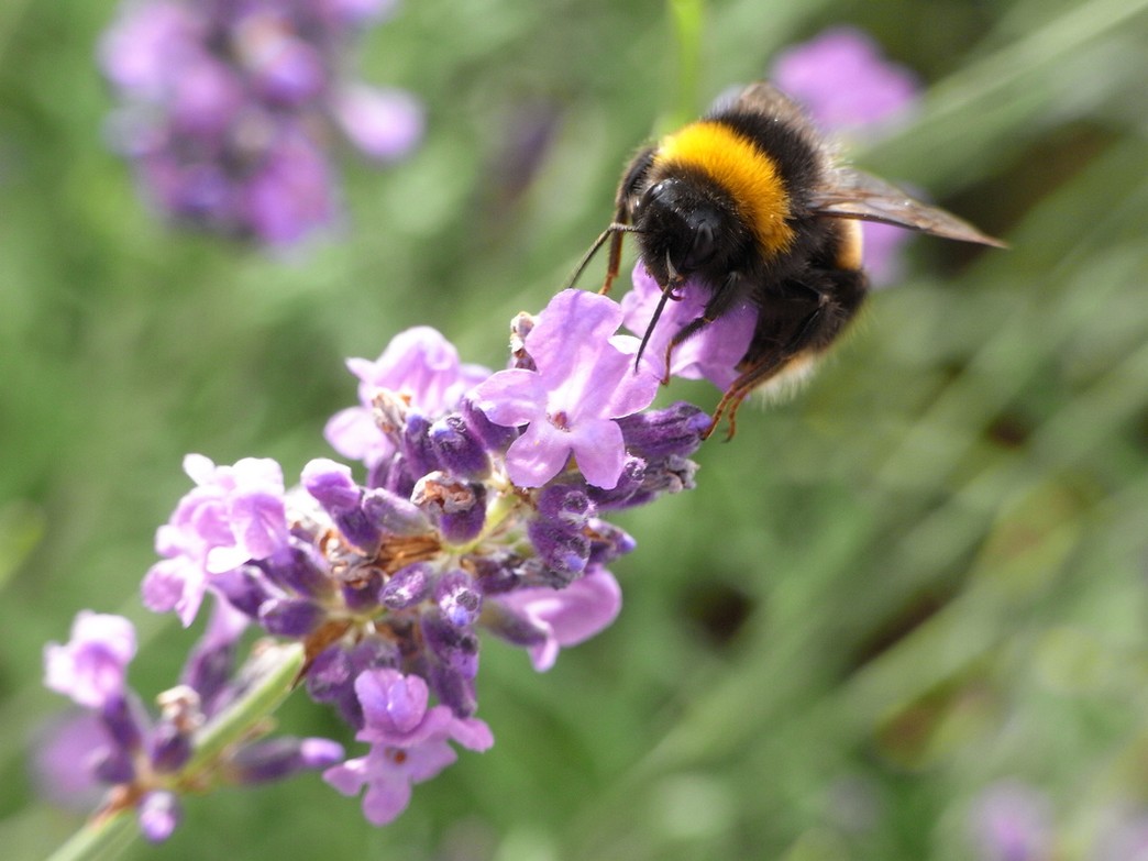 lavender flower clip art with bee.jpg