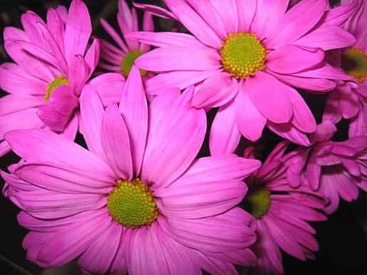 Pink Bouquet with daisy flowers.jpg