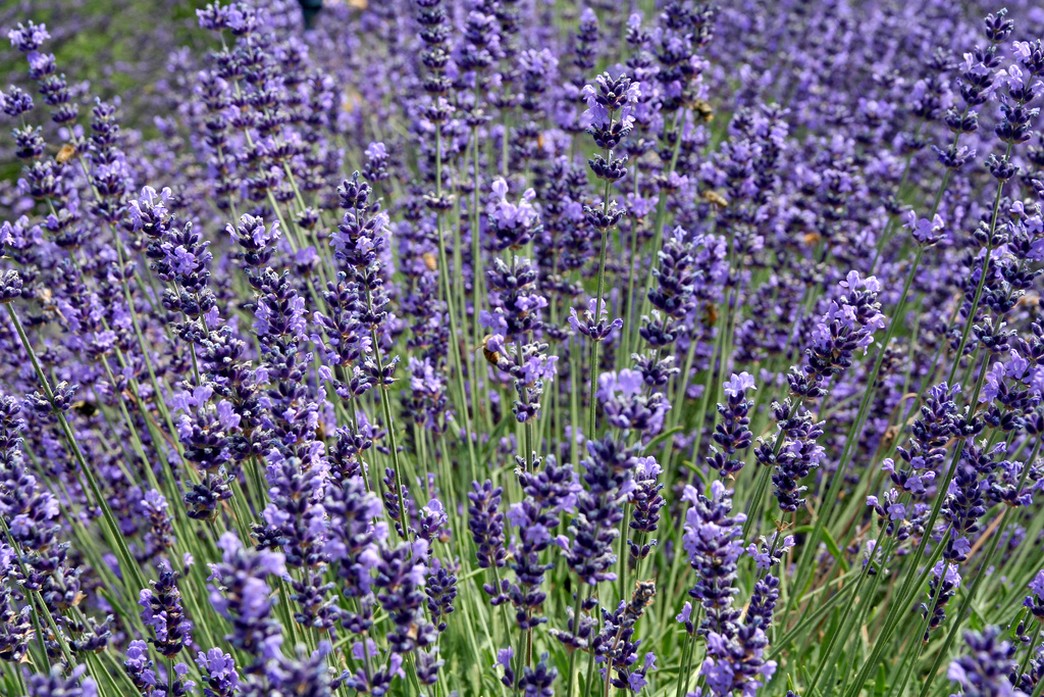 lavender flower fairy.jpg