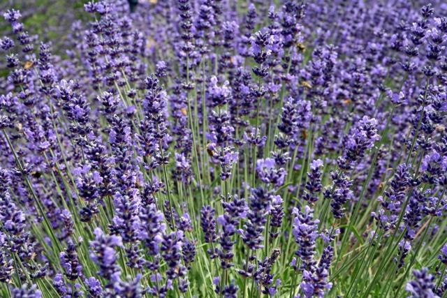 lavender flower fairy.jpg