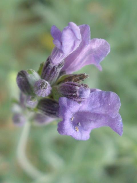 lavender flower petals.jpg