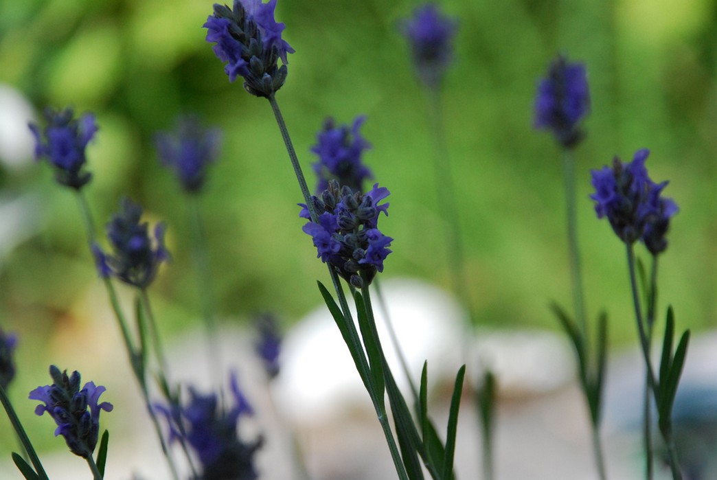 lavender flower water.jpg